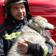 Ukrainian Firefighters Rescue Puppy From War-Torn Street And Make Him Mascot Of Fire Station