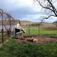 Dog Left Behind During Ukrainian Evacuations Refuses To Give Up On Life