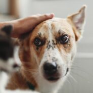 Dr. Aziza’s Tips on How To Know When it’s Really Time to Book a Vet Appointment