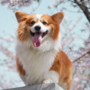 Freshpet Reviews From Pet Parents: See Why You Should Make The Switch to Freshpet