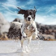 How to Prepare for Summer for Dogs With Heavy Coats