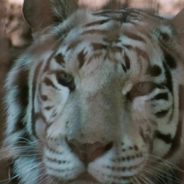 Private Tiger Ownership Faces An End As Big Cat Public Safety Act Moves Closer To Becoming Law