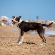 Summer Safety: How to Keep Pets Safe from Fireworks and Flaring Temperatures
