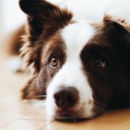 Dr. Aziza’s Ultimate Guide to Dog Poop