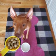 How Much Food to Feed My Dog — Based on Breed and Size