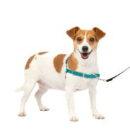 How to Choose an Easy Walk Harness