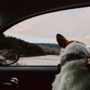 Top Dog-Friendly Summer Road Trip Spots
