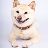 Upgrade Your Pup’s Style with a Luxurious Leather Dog Collar