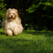 Why Are Pet Parents Switching to Refrigerated Dog Food?
