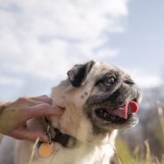 How Tight Should a Dog Collar Be?