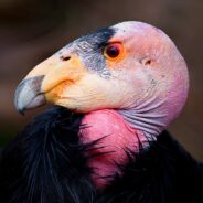 The California Condor Has A Lead Problem, And Here’s How We Fix It
