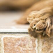 Tips on How To Tackle Clipping Your Dog’s Nails