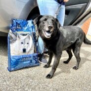 We Asked Animal Shelter Workers How They’re Staying Hopeful & Strong, This Hard Summer