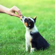 What are Qualities of a High-Quality Small Dog Food?