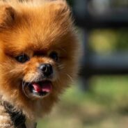 15-Year-Old Dog Surrendered To Shelter Still Has So Much Love To Give, If Someone Will Give Him A Chance