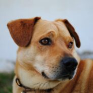 Ask Dr. Aziza: Signs You May Need To Help Your Dog Lose Weight