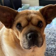 Baby-Yoda-Eared Rescue Dog Uses His Unique Look to Help Other Shelter Dogs