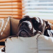 Do Pets Have Pet Peeves? Find Out What Might Annoy Your Dog