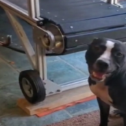 Eager Pit Bull Can’t Wait To Run On His New Treadmill