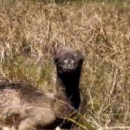 Farmer Surprised To Find Newborn Camel Laying In The Pasture