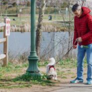 How to Leash Train a Dog