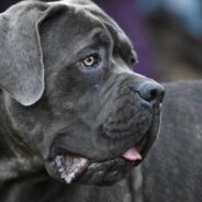 Mistreated Dog Who Spent Her Whole Life In A Garage Longs For Loving Home