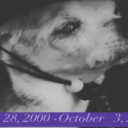 Pebbles The World’s Oldest Dog Dies At 22-Years-Old