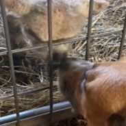Rejected Sheep Comes Running When She Sees The Dog Who Raised Her