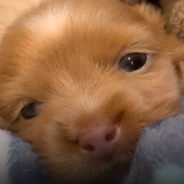 Sick Puppy Grows Up In Oxygen Bubble Until She’s Finally Ready To Take On The World
