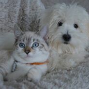 The Most Popular Pet Names in 2022 to Date
