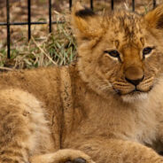 This Lion’s Definition of a Good Night’s Sleep is Being Wrapped Around His Favorite Blanket