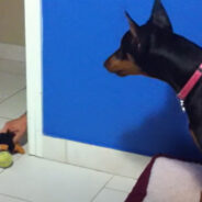Watch the Reaction of a Doberman After the Human Dad Executed a Prank on Her
