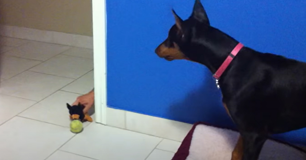Watch the Reaction of a Doberman After the Human Dad Executed a Prank