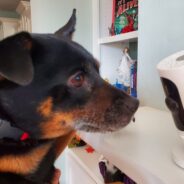 What Are the Best Indoor Pet Cameras