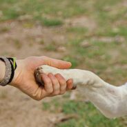 What Happens When Adult Son Wants Emotional Support Animal, But Father and Sister Have Allergies?