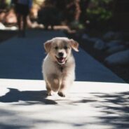 Ask Dr. Aziza: How Your Dog’s Nutrition Needs Change Throughout Their Lives