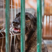 On Giving Tuesday Find an Animal in Need and Donate to their Wishlist