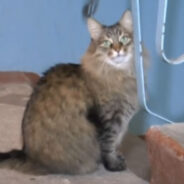 Russian Woman Found Their Neighborhood Cat Inside a Box with a Baby Beside Her