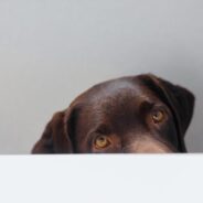 A Brief History Of Dog Food