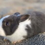 A Bunny Was Being Sold as Meat in a Flea Market Until a Couple Gave Him a New Home