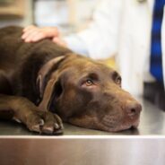 Amantadine for Dogs: How it Affects Pain and Movement Disorders