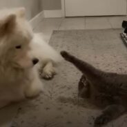 Big Fluffy Dog Works Hard to Become Friends with His Cat Sibling, and Here’s How He Won Him Over