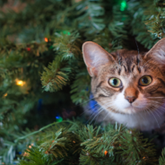 Cat Expert Shares Tips To Avoid A “Cat Catastrophe” This Holiday Season
