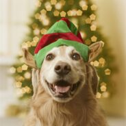 Dog Ornaments You’ll Love