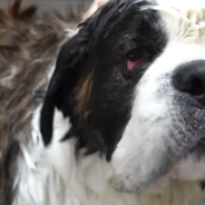 Groomer Takes On 200-Pound St. Bernard