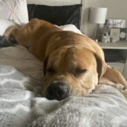 How To Train the Boerboel Dog Breed
