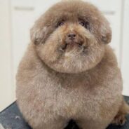 Meet Mohu, The Round Pup Dubbed “World’s Cutest Dog”