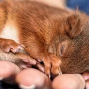 Someone Rescued a Baby Squirrel and Their Cat Even Joined Babysitting the Little One