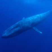 Speeding Ships Are Killing Hundreds Of Whales Along U.S. Coasts