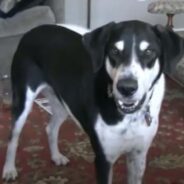 Talking Dog Gets Excited of Having a Kitten as a Sibling, but His Human Dad Can’t Stop Teasing Him with Delays